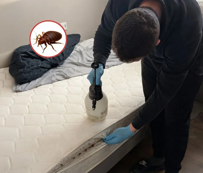 Technicien traitant un matelas contre les punaises de lit à Vernou-la-Celle-sur-Seine